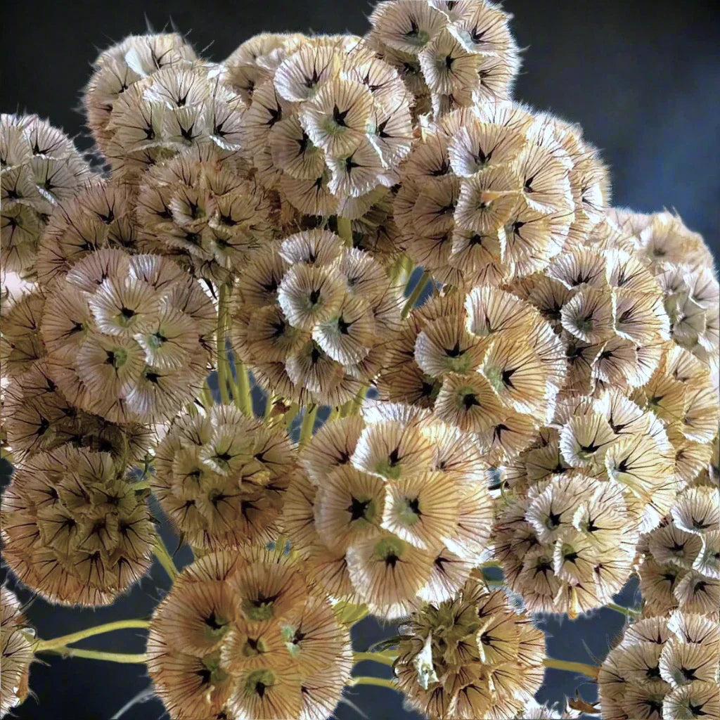 Starflower Pincushion Seeds - Lomelosia Scabiosa - Ideal for 2025 Planting - Vibrant Drumstick Flowers