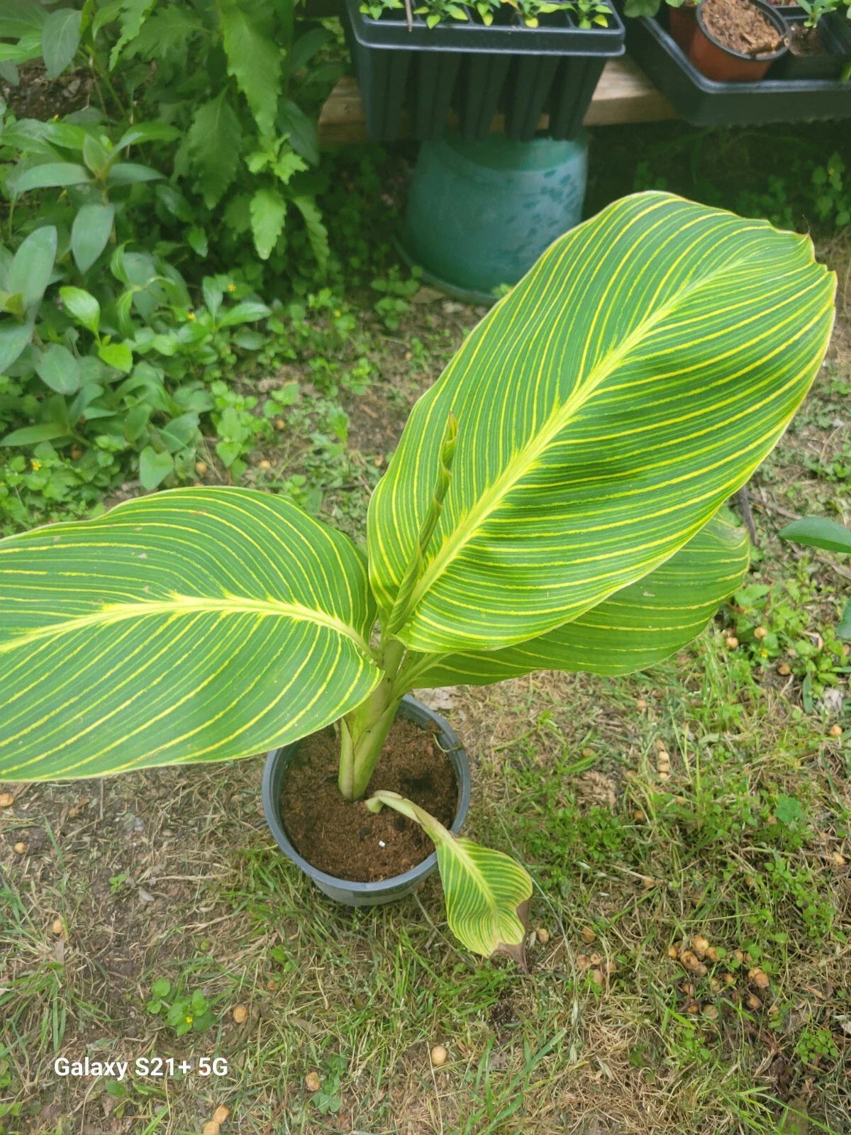 Tiger Stripe Canna Lily Plant in 1 Gallon Pot - No Bulbs, Exotic Foliage, Colorful Blooms, Canna indica