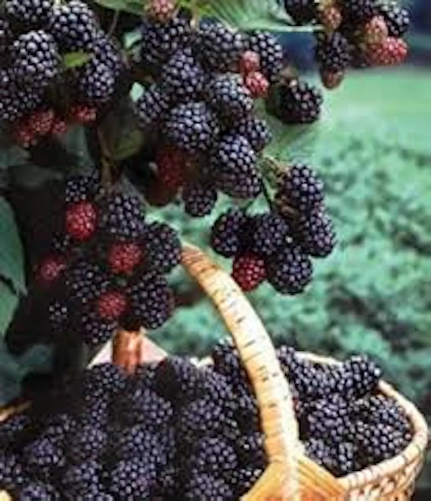Black Hawk Raspberry Plant 1-2 Yr Old Rubus occidentalis Hardy Fruit Shrub Deep Red Berries Cold-Hardy for Home Garden