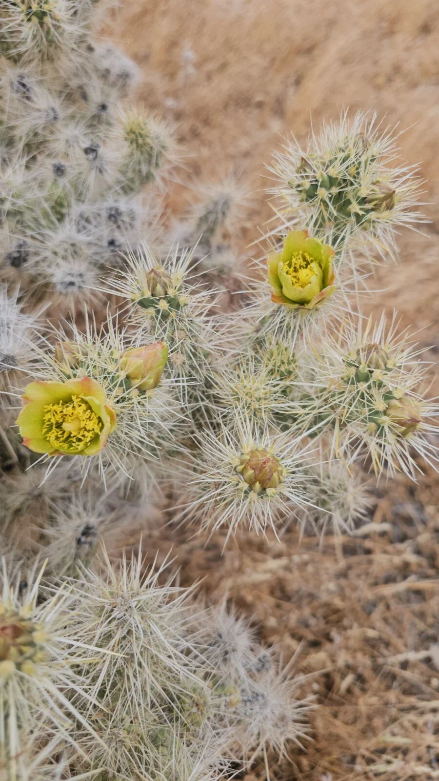 Silver Cholla Branches, 3 Pieces 6-10" Long, Cylindropuntia Echinocarpa, Drought-Resistant Cactus Decor