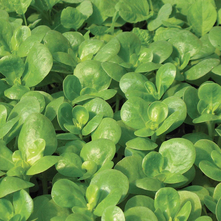 Golden Purslane Seeds 750+ Seeds - Fresh Herb Seed for Gardening - Portulaca oleracea
