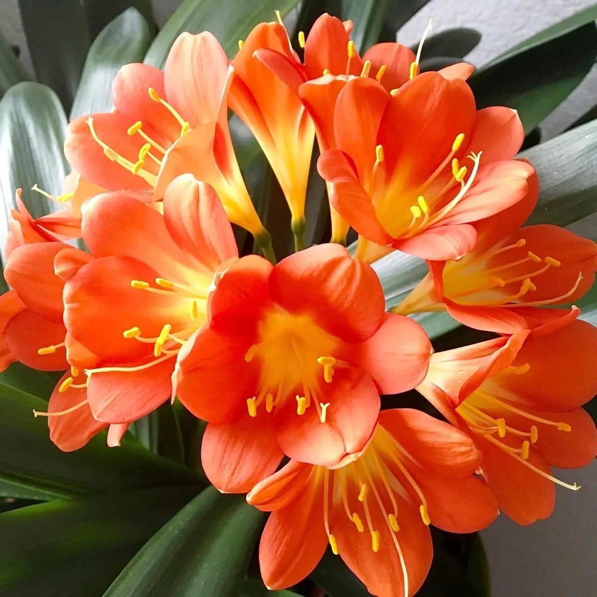 Live Clivia Miniata Plant - Large Orange Flowers - 1-4 Year Old Bush Lily - Well Rooted