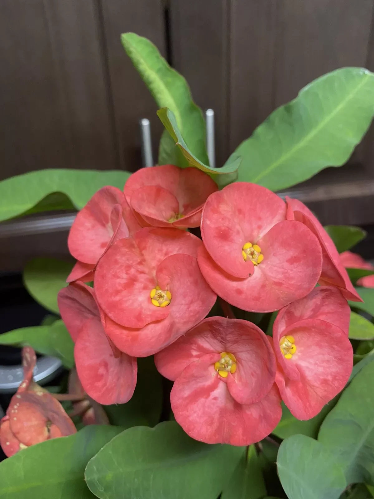 Coral Pink Crown of Thorns Cutting - Large Bloom, Euphorbia milii, 1 Count, No Roots, Succulent Plant Cutting