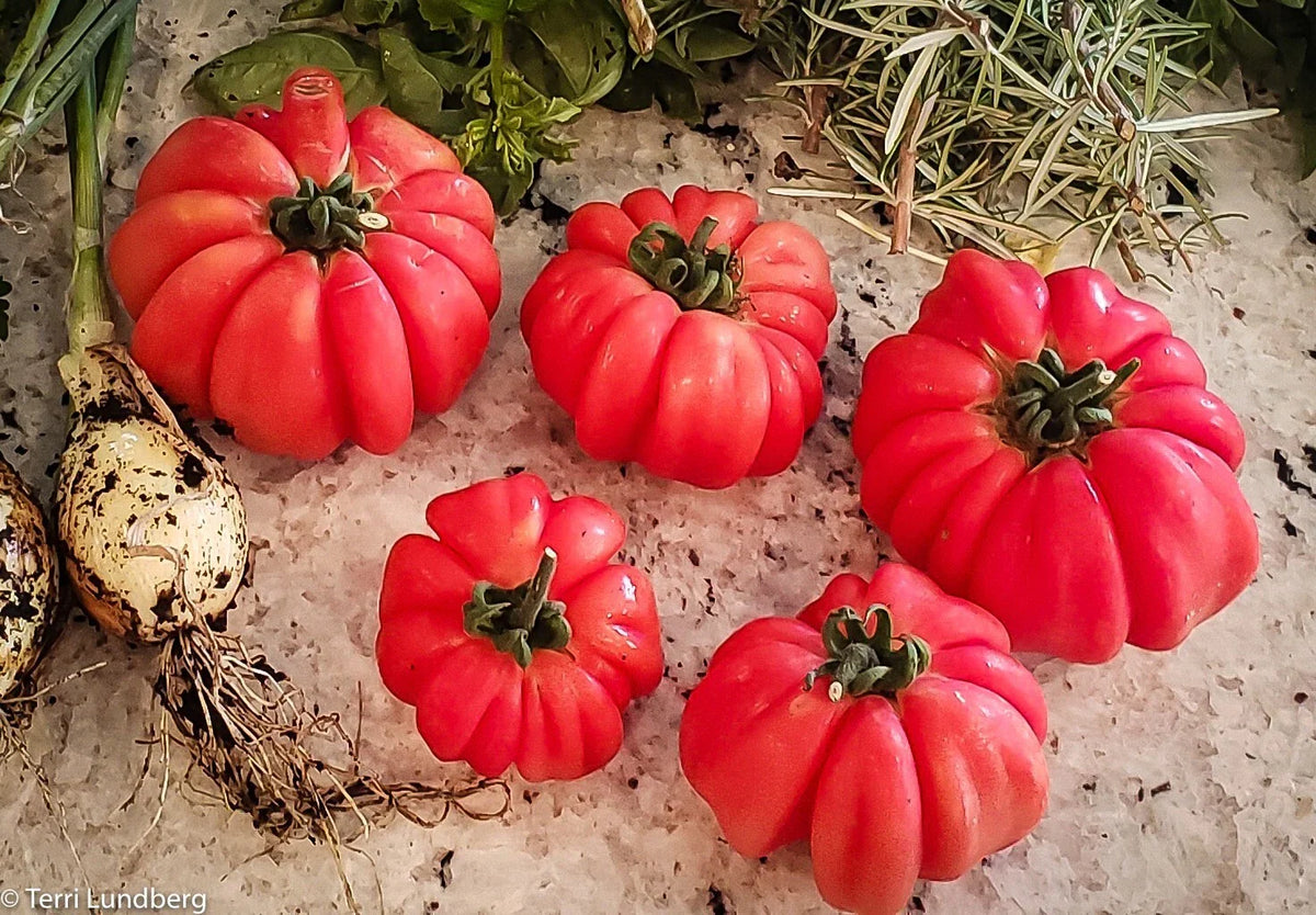Mushroom Basket Tomato Seeds - 10+ Heirloom Organic Non-GMO - Rare Variety