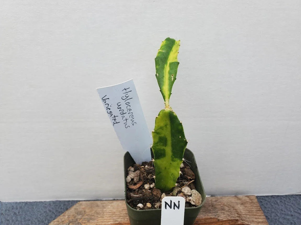 Variegated Hylocereus undatus - Dragon Fruit Cactus Plant - Unique Color Variety - Lot NN