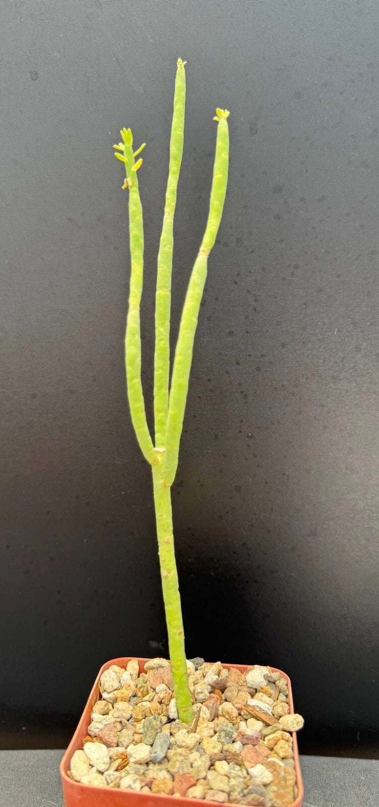 Euphorbia Mauritanica Pencil Milk Bush - Rare Succulent Plant - 10" Rooted Green Indoor/Outdoor Decor
