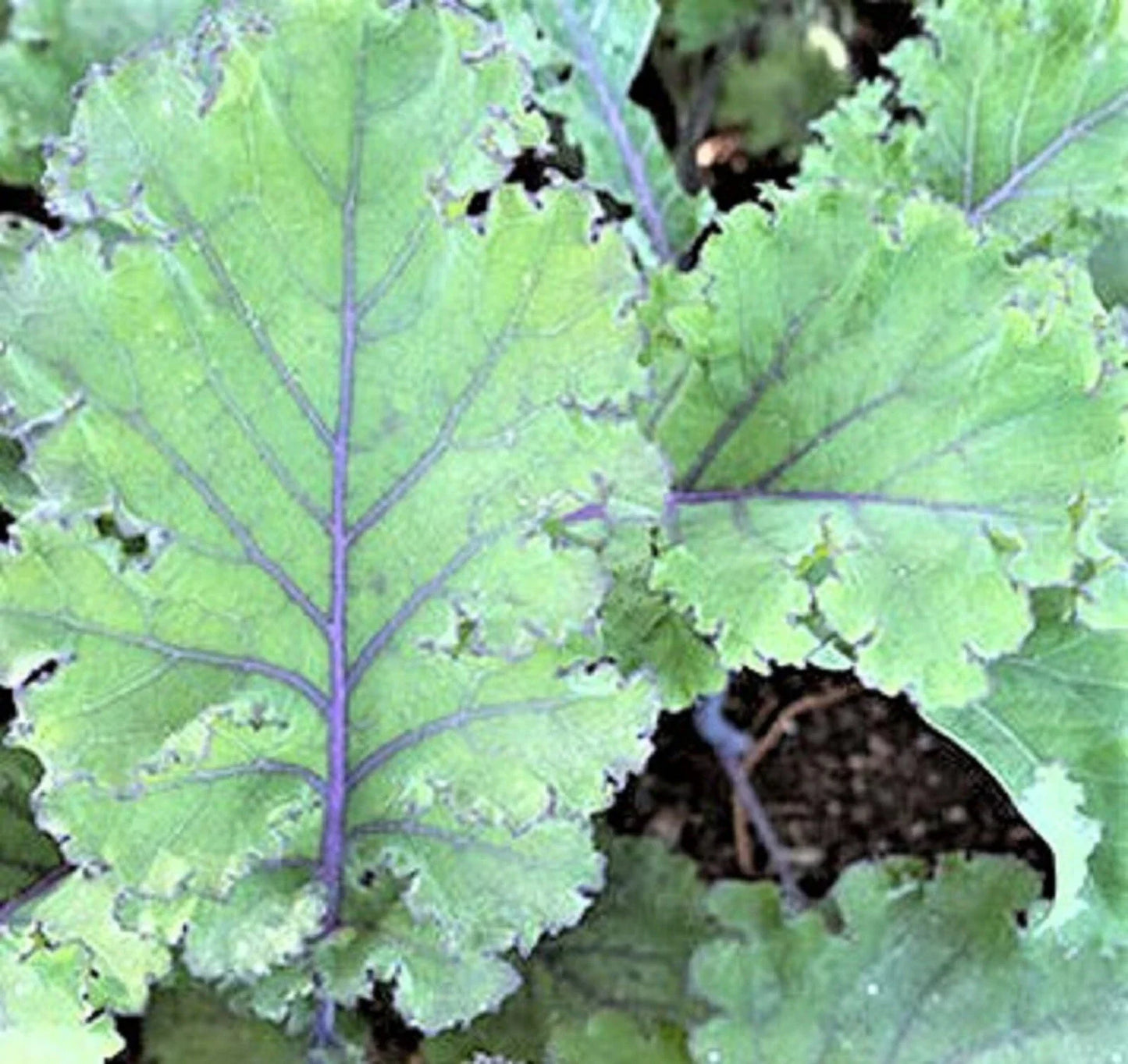 Scarlet Kale Seeds - NON-GMO - 100+ Seeds - Brassica oleracea var. sabellica - Heirloom Vegetable Garden Seeds