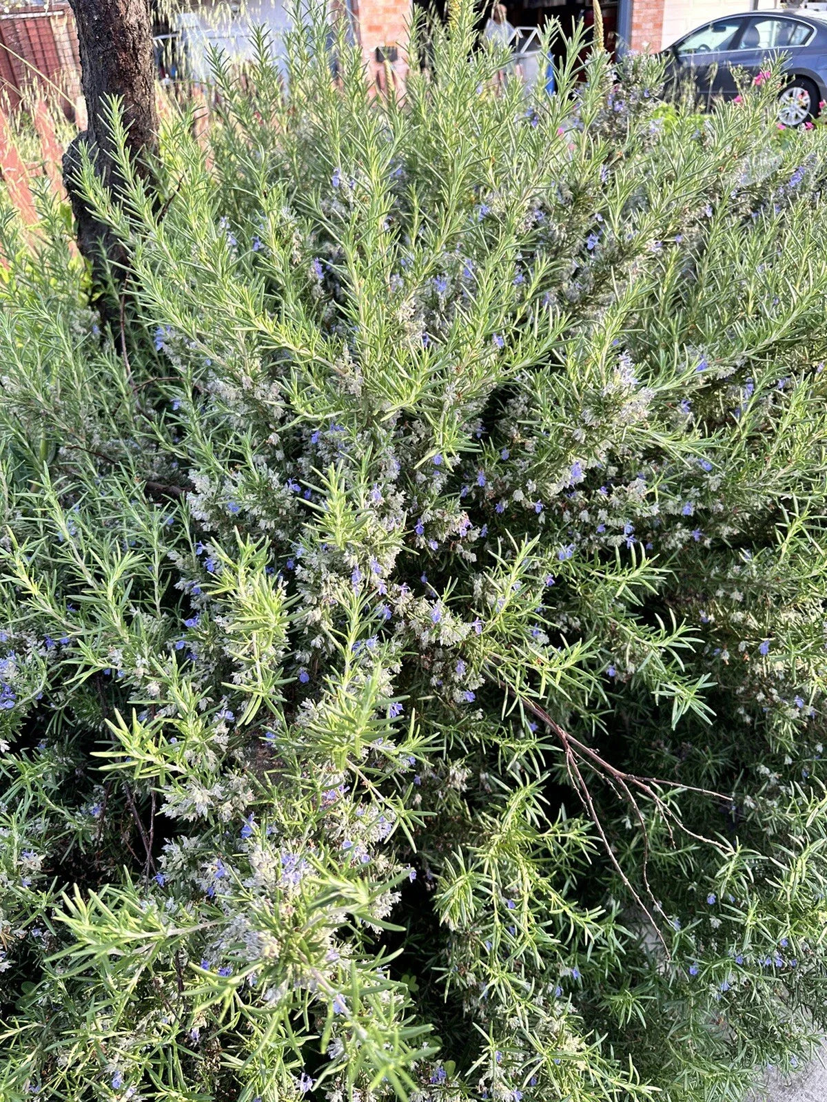 Organic Rosemary Herb Plant Cuttings - 12 Live 10-Inch USA Grown Rosemary Cuttings - Perfect for Gardening and Culinary Use