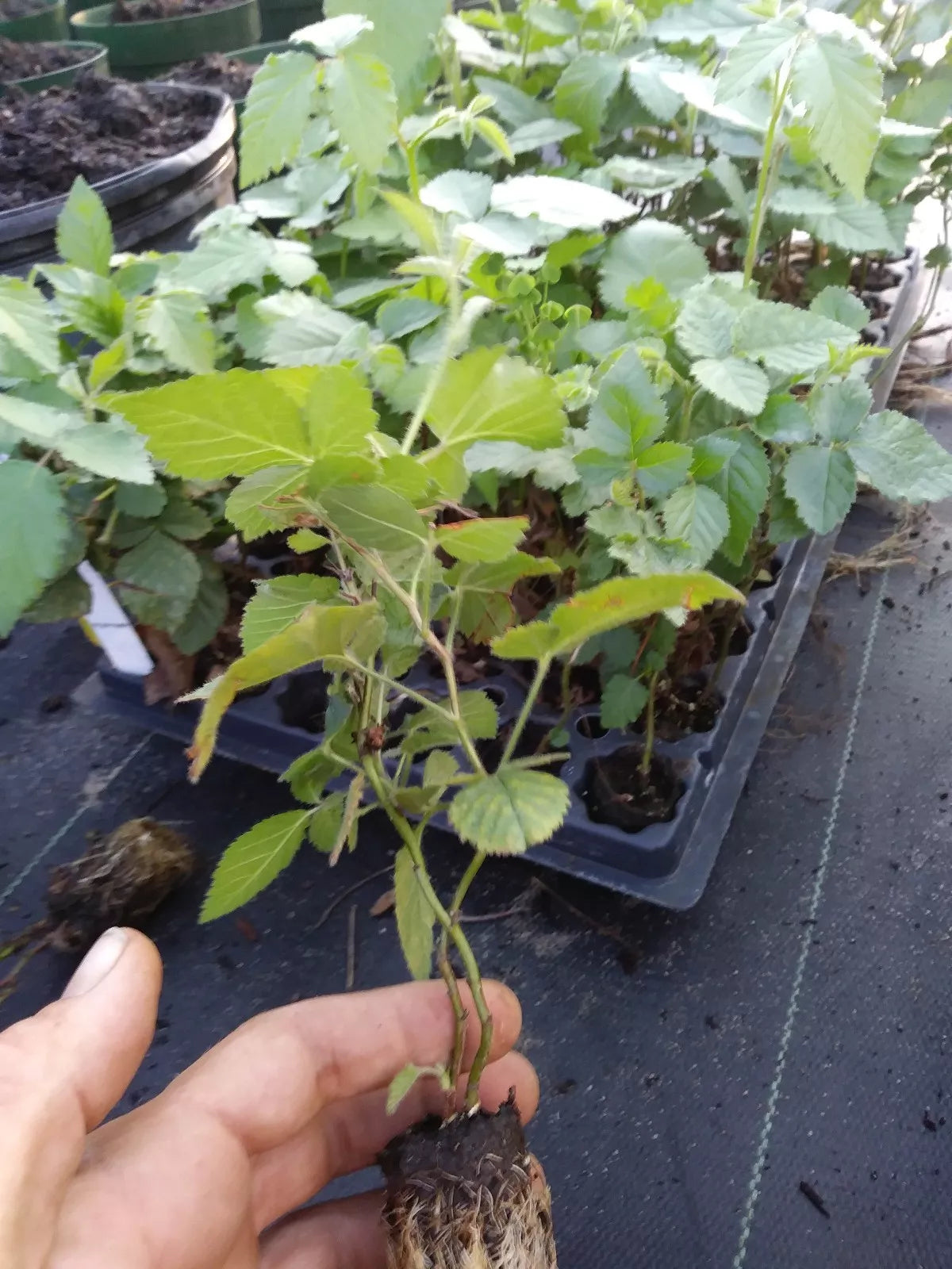 Triple Crown Thornless Blackberry Plant - Non-GMO, Pesticide-Free, Healthy Rooted Rubus fruticosus