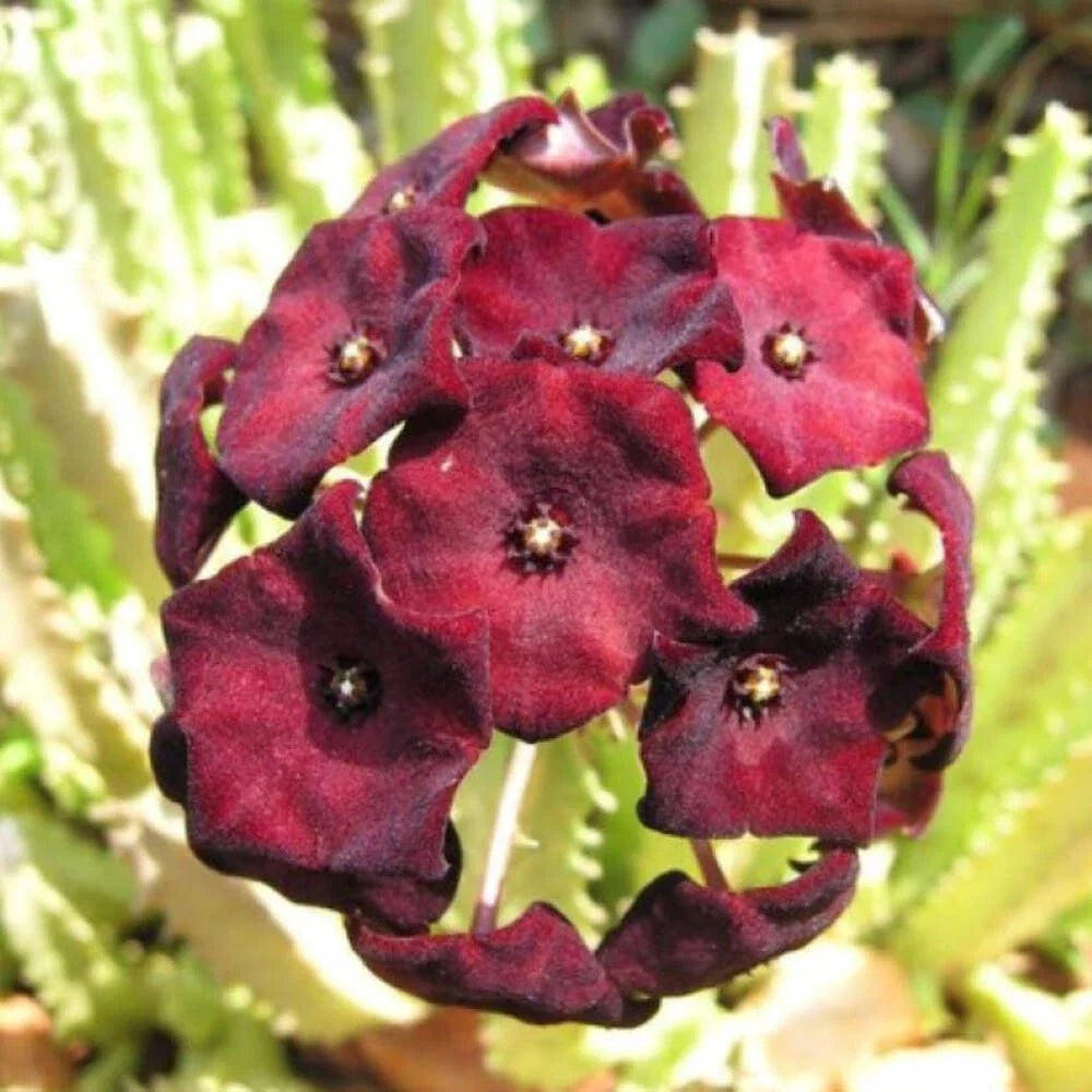 Caralluma Umbellata Potted Plant - Rare 3.5" Well-Rooted Succulent - Healthy Green Variety
