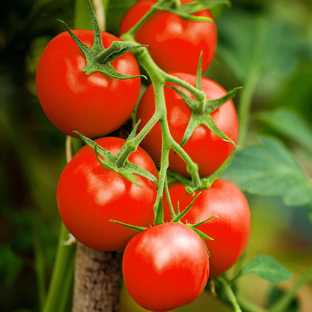 Moneymaker Vine Tomato Seeds | Indeterminate Cordon Stake Variety | Solanum lycopersicum | 2025 Planting