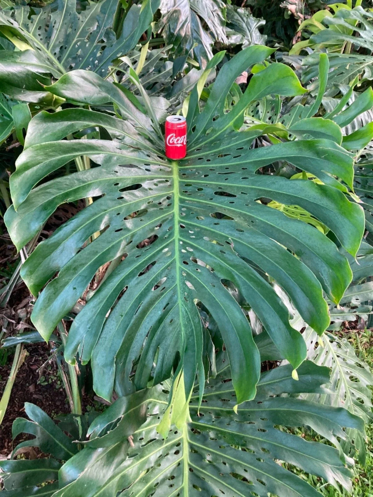 Monstera Deliciosa Cuttings 10"-12" Large Giant Swiss Cheese Vine, Houseplant Propagation #13