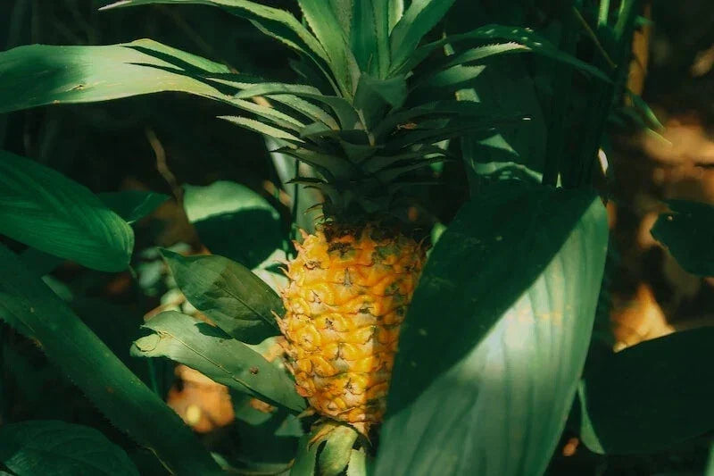 Cabezona Pineapple Seeds - 15+ Pack for Garden Planting - Ananas comosus - USA Grown - Free Shipping