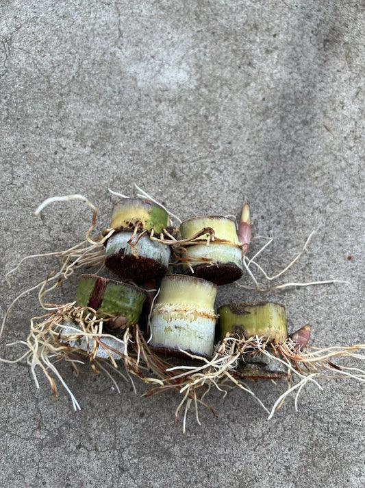 Rooted Sugarcane Cuttings - 5pcs Sweet Juicy Tropical Plant - Ready to Grow - Saccharum officinarum