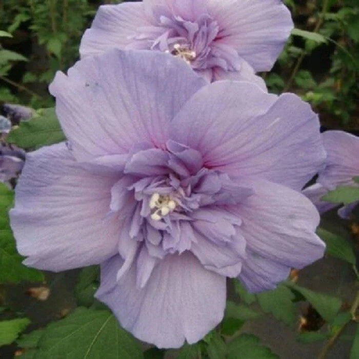 Double Light Purple Hibiscus Seeds - 20 Perennial Flower Seeds for Garden - Hibiscus rosa-sinensis