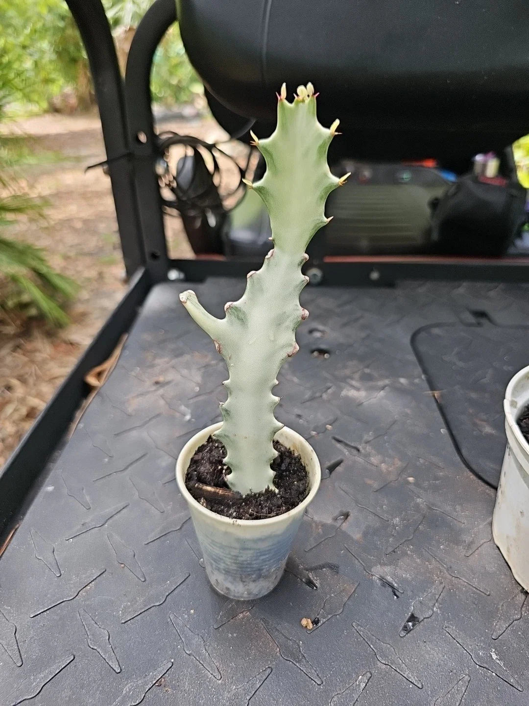 Rooted Euphorbia Lactea White Ghost Variegated Dragon Bone Cactus 9" - Unique Succulent Plant for Home Decor