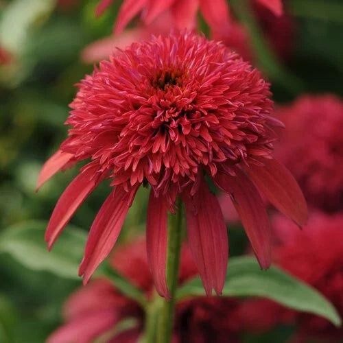 Cranberry Coneflower Seeds - 50 Perennial Echinacea Flower Seeds for Vibrant Blooms - Echinacea purpurea