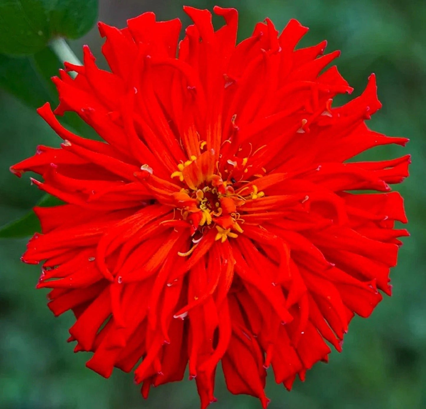 Red Giant Cactus Zinnia Seeds - 100 Seeds - Zinnia elegans - Vibrant Red Flowers, Easy to Grow