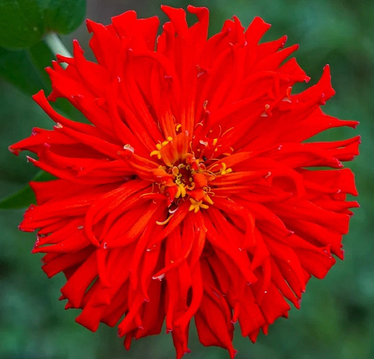 Red Giant Cactus Zinnia Seeds - 100 Seeds - Zinnia elegans - Vibrant Red Flowers, Easy to Grow