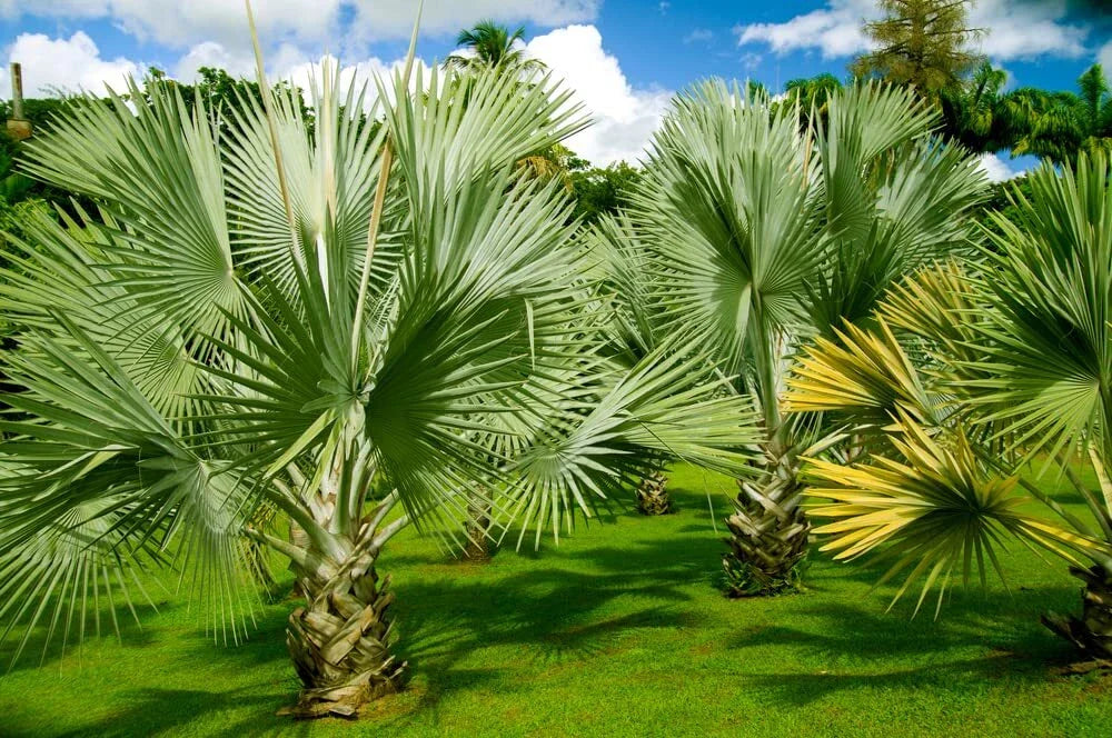 Mexican Fan Palm Tree Seeds - 15 Premium Washingtonia Robusta - Mexican Washingtonia