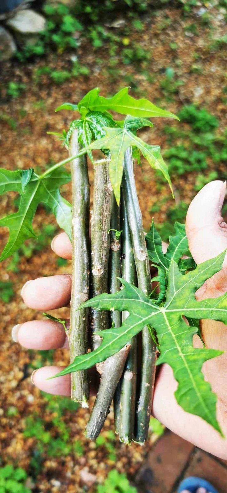 Tree Spinach Cuttings - Chaya Edible Mayan Spinach - Cnidoscolus aconitifolius
