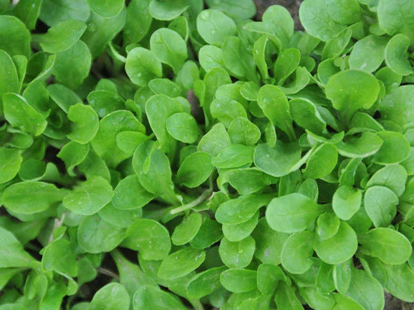 Corn Salad Herb Seeds - Dutch Variety - 350+ Fresh Seeds - Valerianella locusta