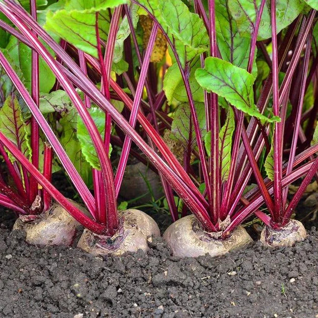 Detroit Dark Red Beet Seeds - Ruby Red Variety - Harvard Blood - Non-GMO, Heirloom, Ideal for 2025 Planting