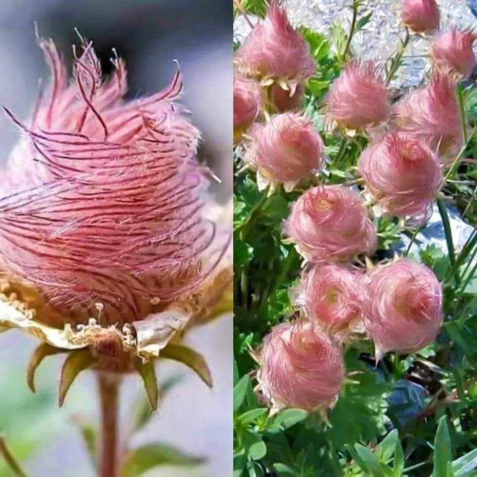 Prairie Smoke Seeds - 10 Pack - Rare Native Wildflower - Geum triflorum - Made in USA, Ships from Iowa