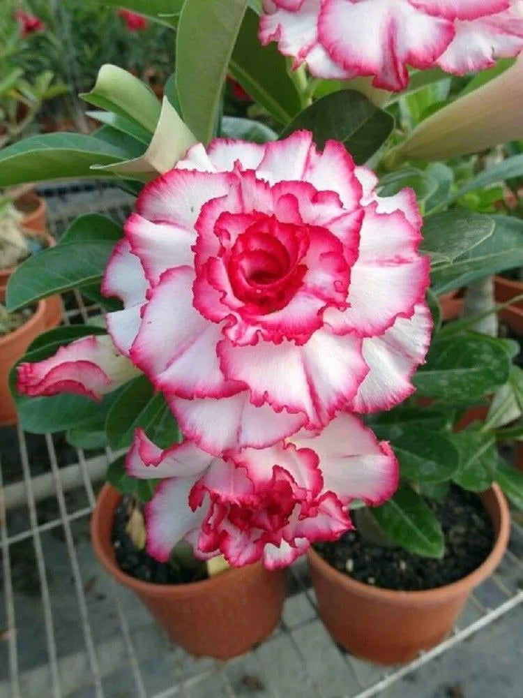 Double Red White Desert Rose Seeds - 4 Pack Adenium Obesum Perennial Flower Seeds for Garden and Home Planting