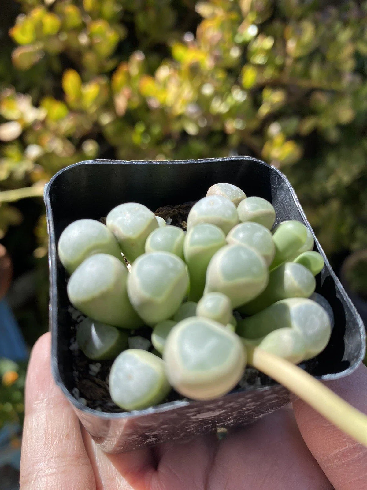 Fenestraria Aurantiaca 'Baby Toes' Succulent Plant in 2" Pot - Unique Green and Yellow Foliage