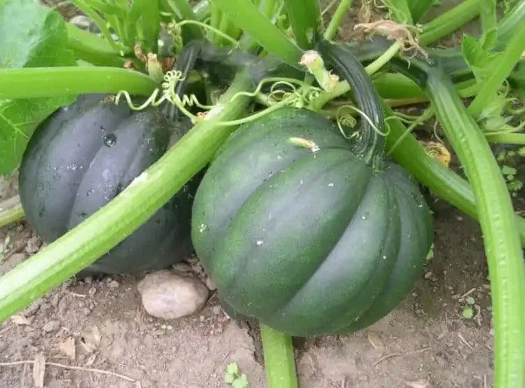 25+ Organic Heirloom Table Queen Acorn Winter Squash Seeds - Non-GMO - Fresh - Cucurbita pepo