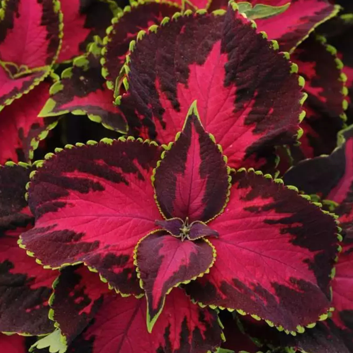 Coleus Plants Plugs, 10 Count, Chocolate Covered Cherry, Coleus blumei, Dark Mahogany Foliage with Rose Center, Shade-Tolerant