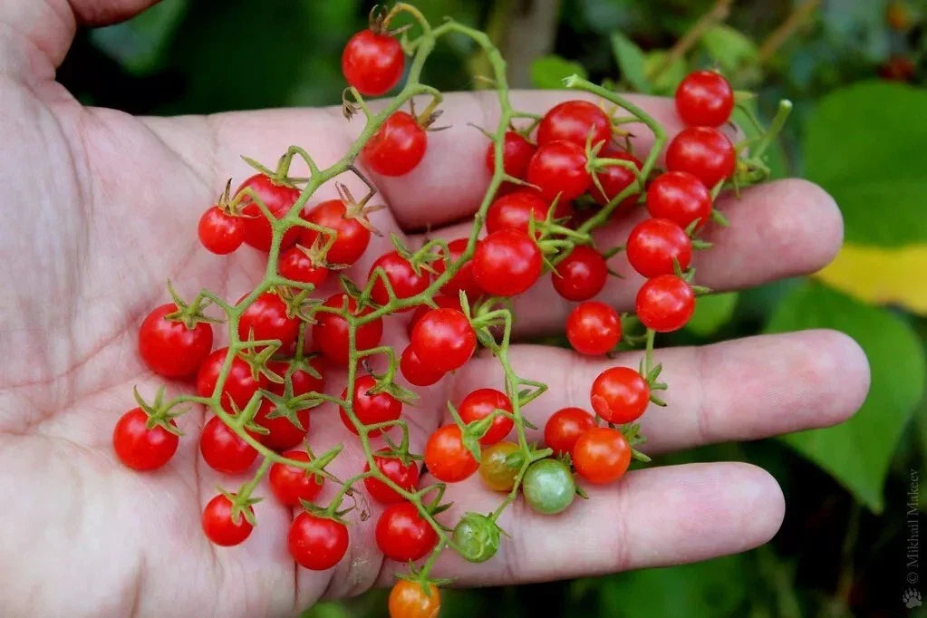 Sweet Pea Currant Tomato Seeds - Tiny Size - Rare Variety - Solanum pimpinellifolium - 30 Seeds