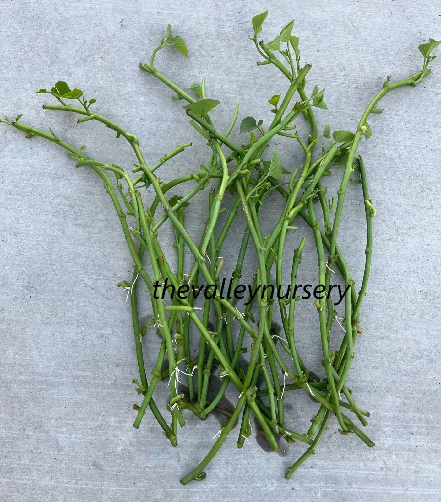 Sweet Potato Slips - 10 Fresh Rooted Vines - Organic Varieties - Ipomoea batatas