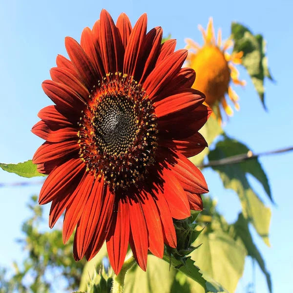 Velvet Queen Sunflower Seeds - 50 Organic Seeds - Helianthus annuus - USA Grown, Free Shipping