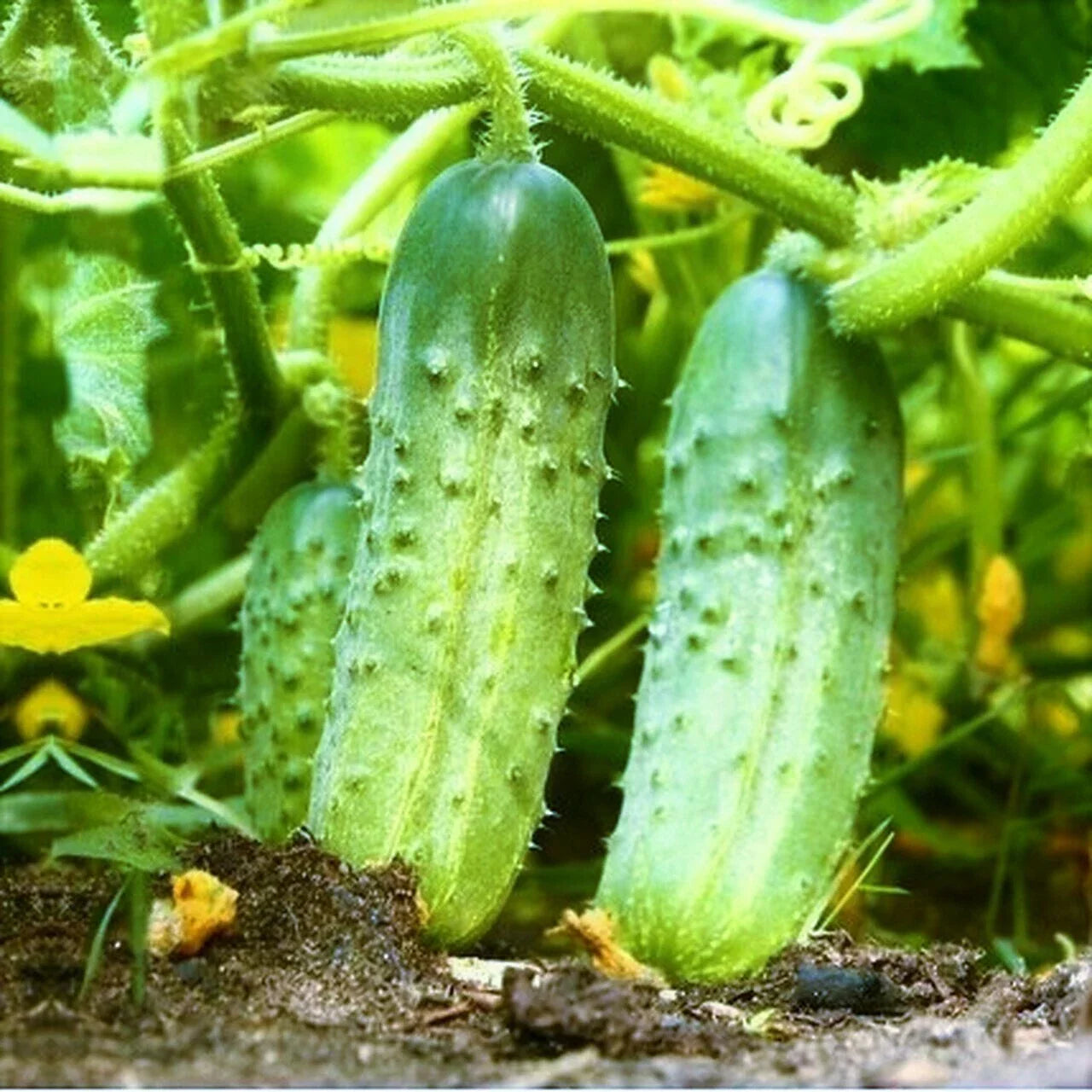 Cucumber Seeds | National Pickling Variety | High Yield, Best Producer | Cucumis sativus