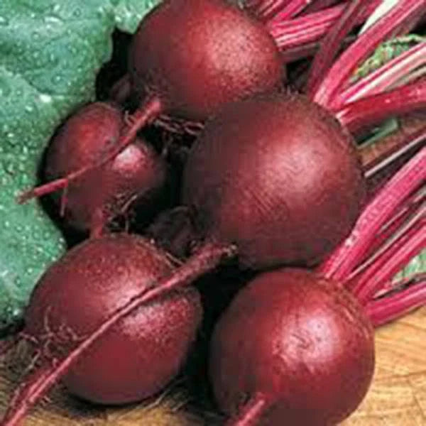 Beet Seeds 500+ Heirloom Ruby Queen Non-GMO Dark Red Sweet Beet (Beta vulgaris)