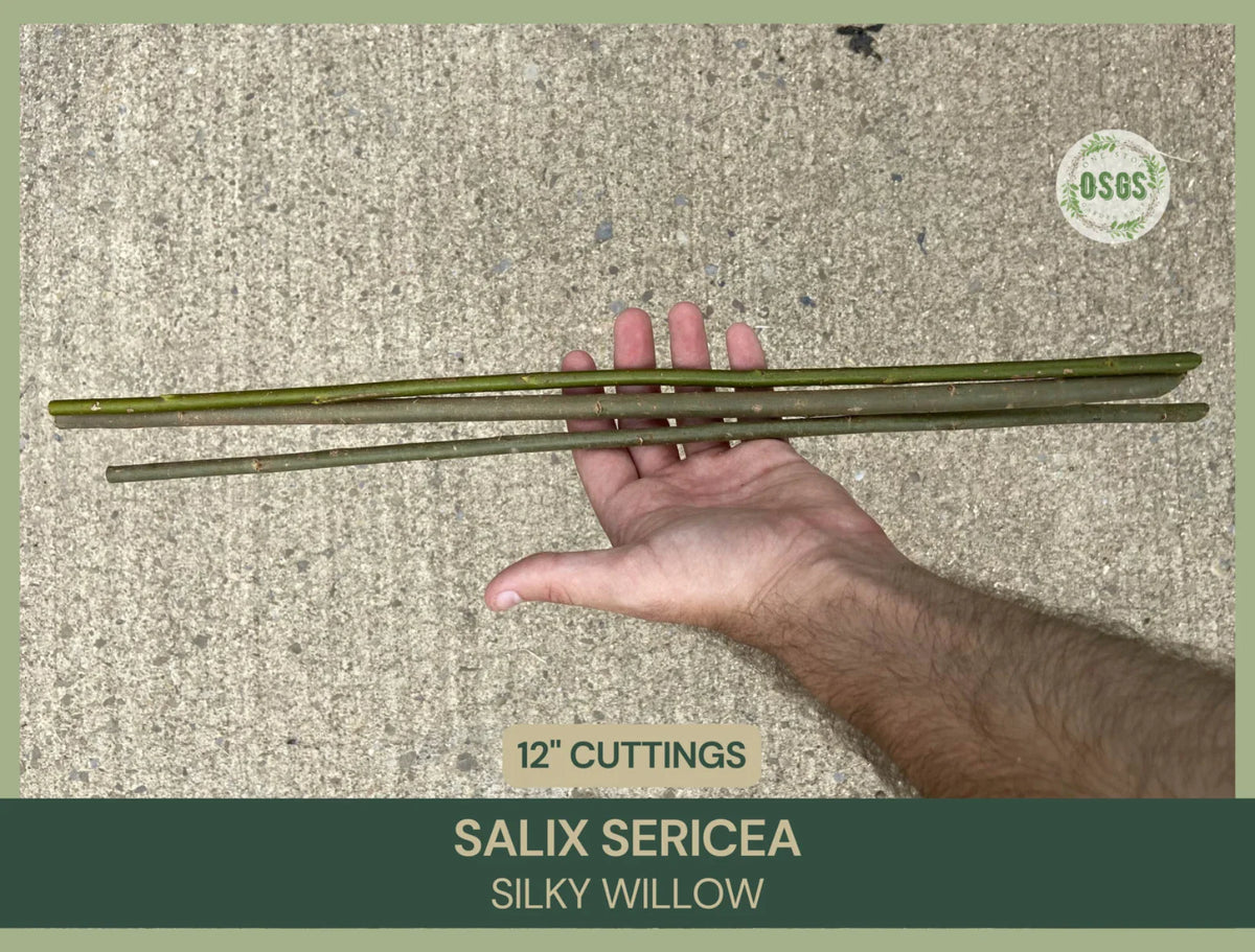 Silky Willow Cuttings | 12" Fresh Cuttings | Salix sericea | Native Plant Cuttings for Gardening