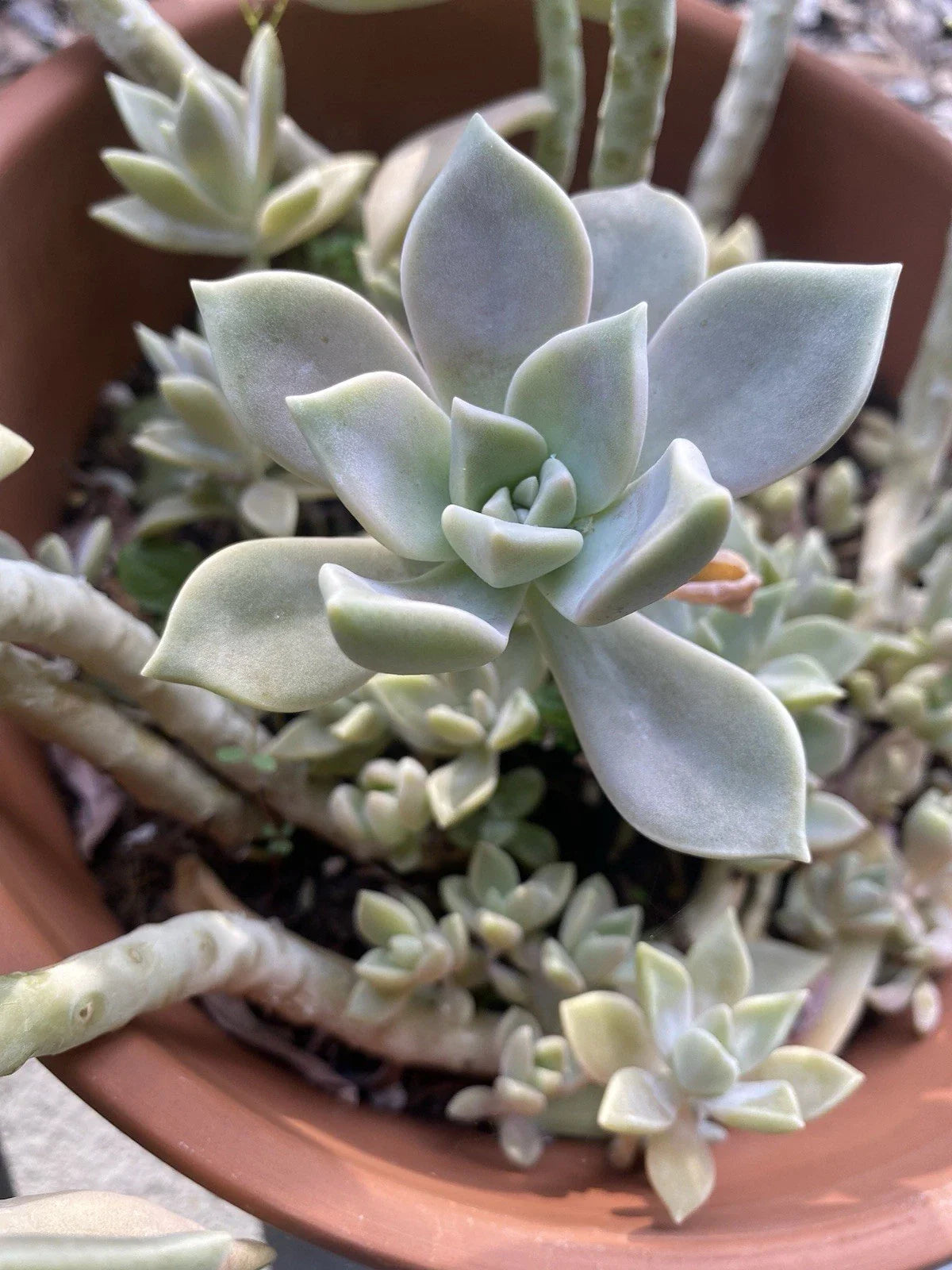Graptopetalum Paraguayense Ghost Plant Rooted Cuttings in 2-Inch Pot - Succulent, Easy Care Indoor Plant