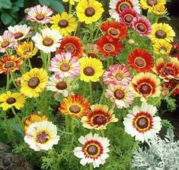Chrysanthemum Seeds Mix - 200+ Painted Daisy - White, Purple, Red, Yellow - Perfect for Patio/Garden