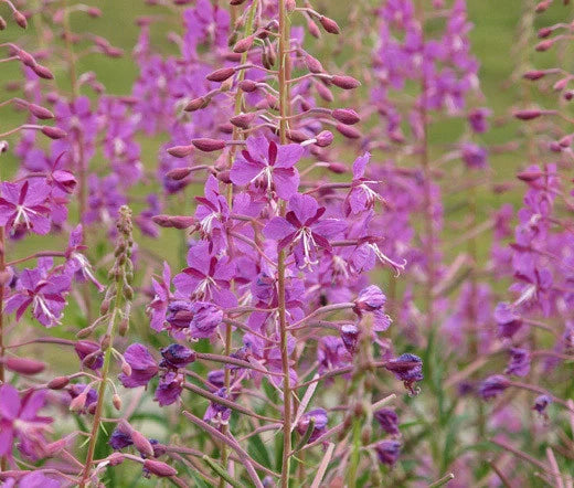 Fireweed Seeds - 1,000 Bulk Seeds - Epilobium Angustifolium - Wildflower Seeds for Gardening and Landscaping