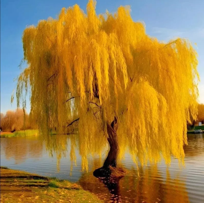 Gold Weeping Willow Tree Cuttings - 5 Pack for Bonsai or Garden - Salix babylonica