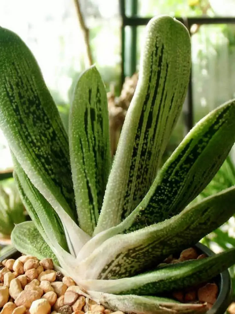 Gasteria 'Little Warty' Plant - 3" Diameter, Rooted Succulent, Hardy Indoor Greenery, Unique Texture