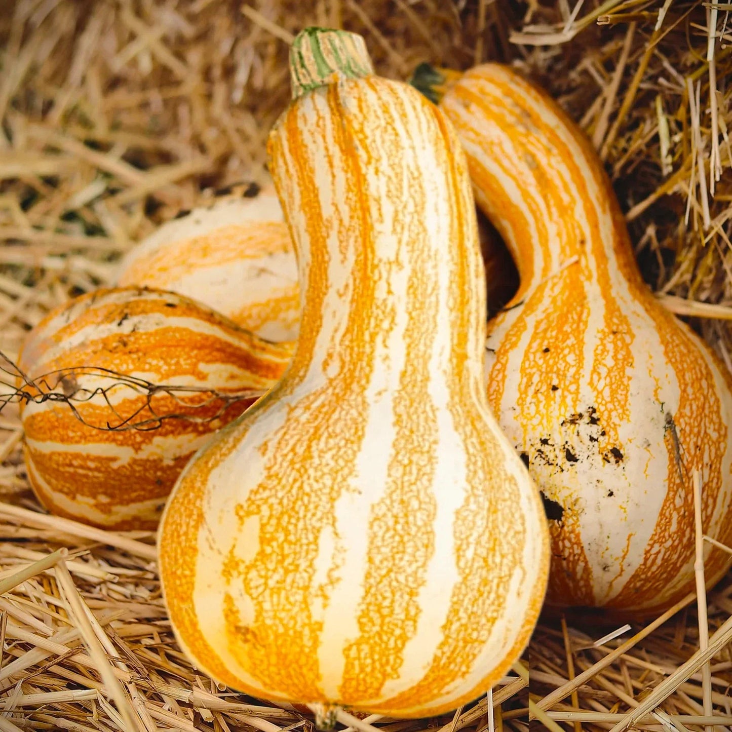 Cushaw Pumpkin Seeds - Orange Striped Variety - Southern Kershaw - Ideal for 2025 Planting