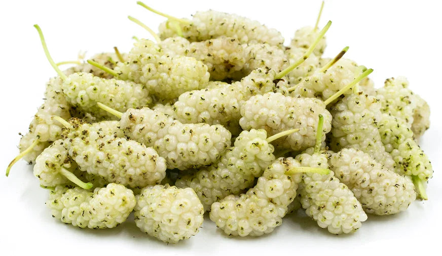 White Mulberry Cuttings 6-8" Organic Cold Hardy Morus alba Trees, Delicious Fruit Variety, 15 Pack