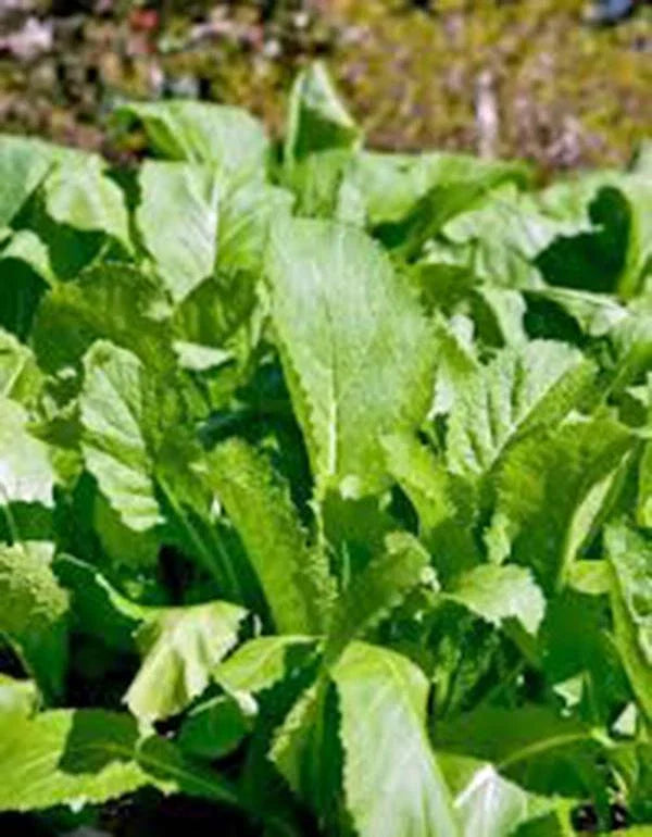 Mustard Greens Seeds, Heirloom Old Fashioned Green, Non-GMO, 25+ Seeds, Brassica juncea
