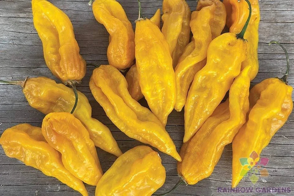 Fatalii Hot Pepper Seeds - 25+ Seeds for Gardening - Capsicum chinense - USA Grown, Free Shipping