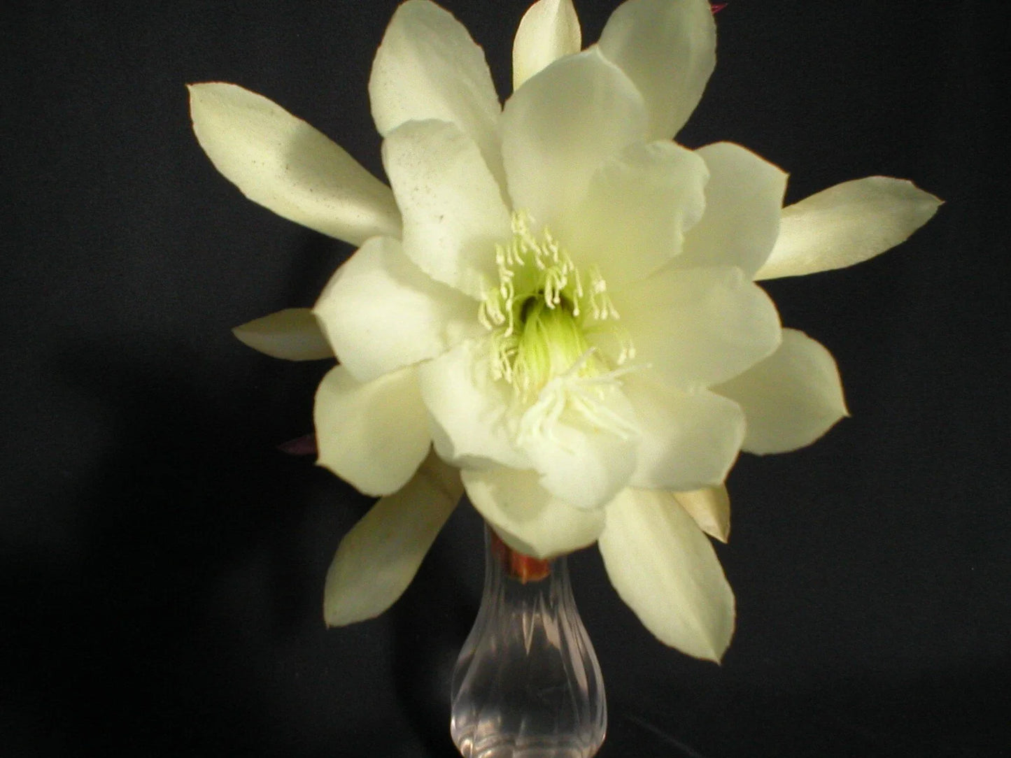 Epiphyllum Cuttings - Young Nun Orchid Cactus - Don's Cuttings - September 1