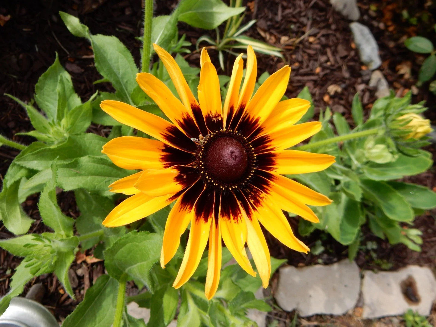 Echibeckia Summerina Yellow - 3 Young Perennial Plants - Vibrant Yellow Blooms - Perfect for Gardens