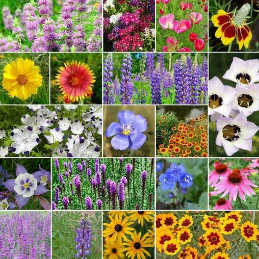 Wildflower Mix 1000 Seeds North American Native Heirloom Flowers Non-GMO